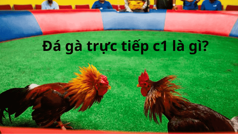 Giới Thiệu Về Đá Gà Trực Tiếp C1