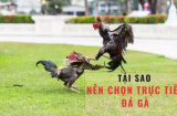 Lịch Thi Đấu Đá Gà Trực Tiếp C1 Hôm Nay